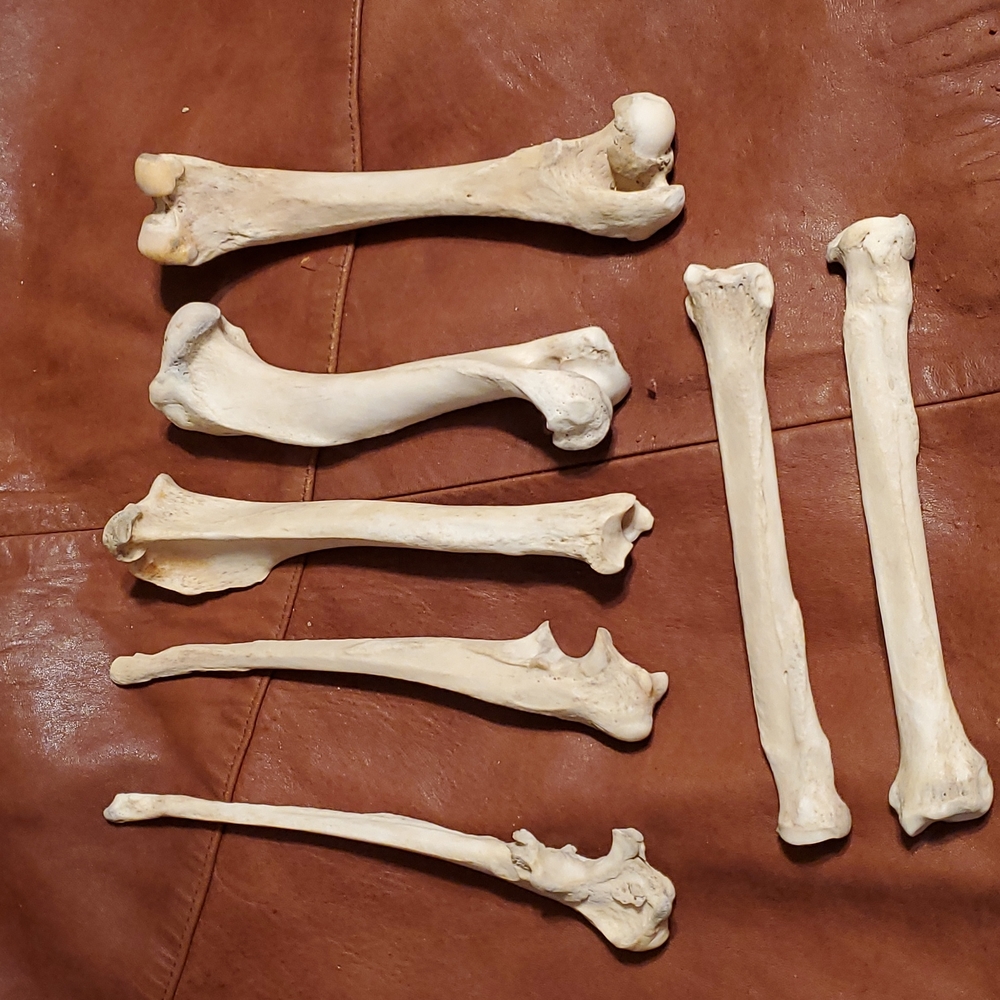 Lot of bones, cleaned, canine